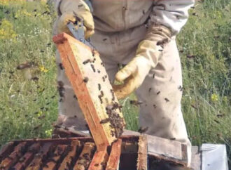En Firmat se dictará una capacitación para quienes deseen iniciarse en la apicultura