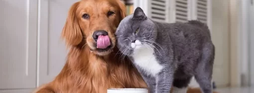 Calendario de Sanidad Animal: Junio