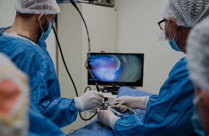 La Facultad de Veterinarias investiga en cerdos un innovador tratamiento para ser aplicado a la patología con mayor prevalencia en humanos