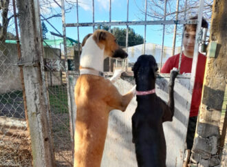 Jornada de adopción de perros en el refugio municipal