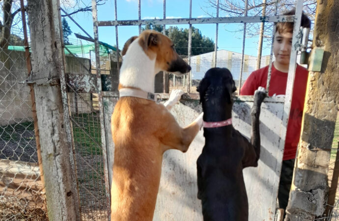 Jornada de adopción de perros en el refugio municipal