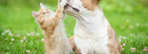 Calendario de Sanidad Animal: Mayo