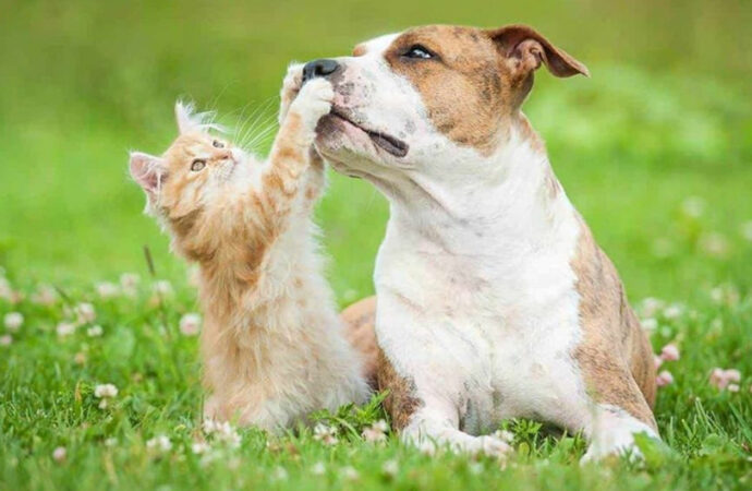 Cronograma de abril: Jornadas de castración y vacunación antirrábica