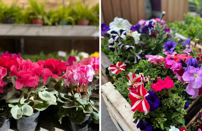 Día Mundial sin Tabaco: Lalcec realiza su tradicional venta de plantines