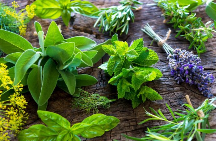 Curso de plantas aromáticas y medicinales