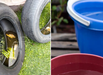 Jornadas de descacharreo para prevenir el dengue